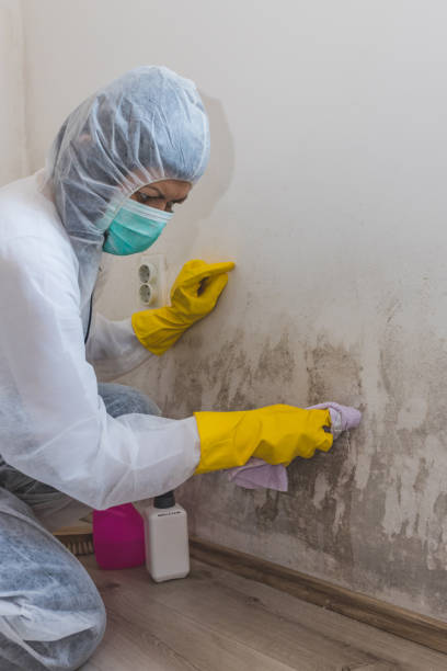Best Commercial Mold Inspection  in Churchill, MT